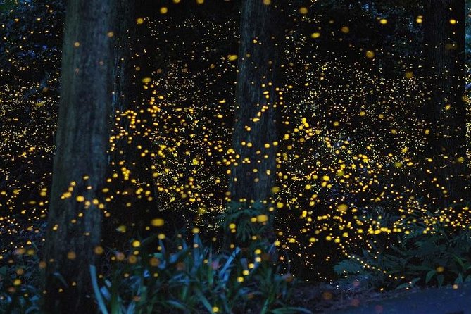 FIREFLY WATCHING (Private) - Bohol, Philippines