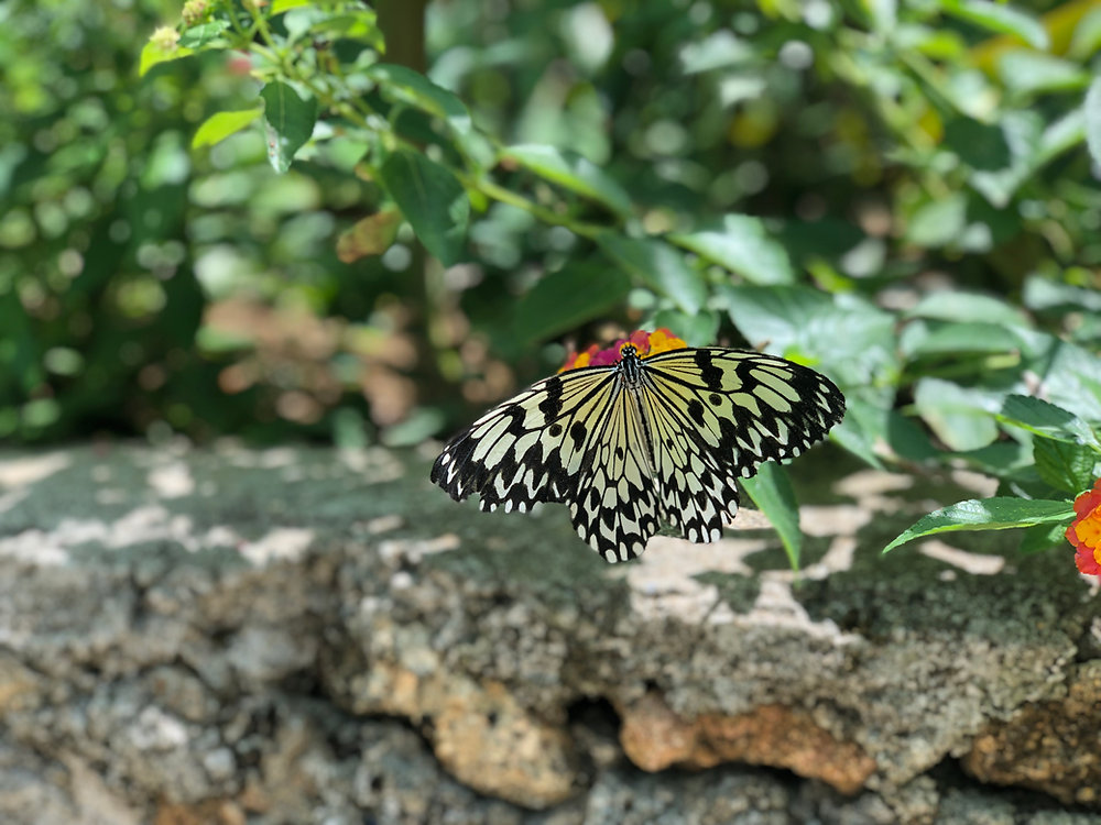 SIQUIJOR  MOUNTAIN TOURS FROM DUMAGUETE CITY - Siquijor, Philippines