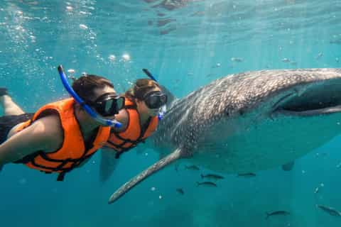 OSLOB WHALE SHARK FROM DUMAGUETE CITY