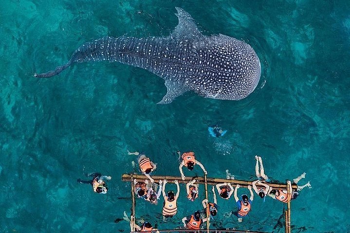 Siquijor Oslob Whale shark & Sumilon Sand bar from Dumaguete City  (Private Tour)