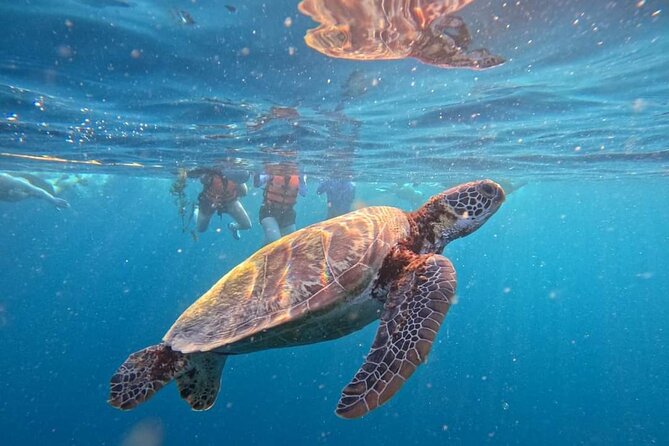 Siquijor Oslob Whale shark + Moal Boal Run Sardines from Dumaguete City