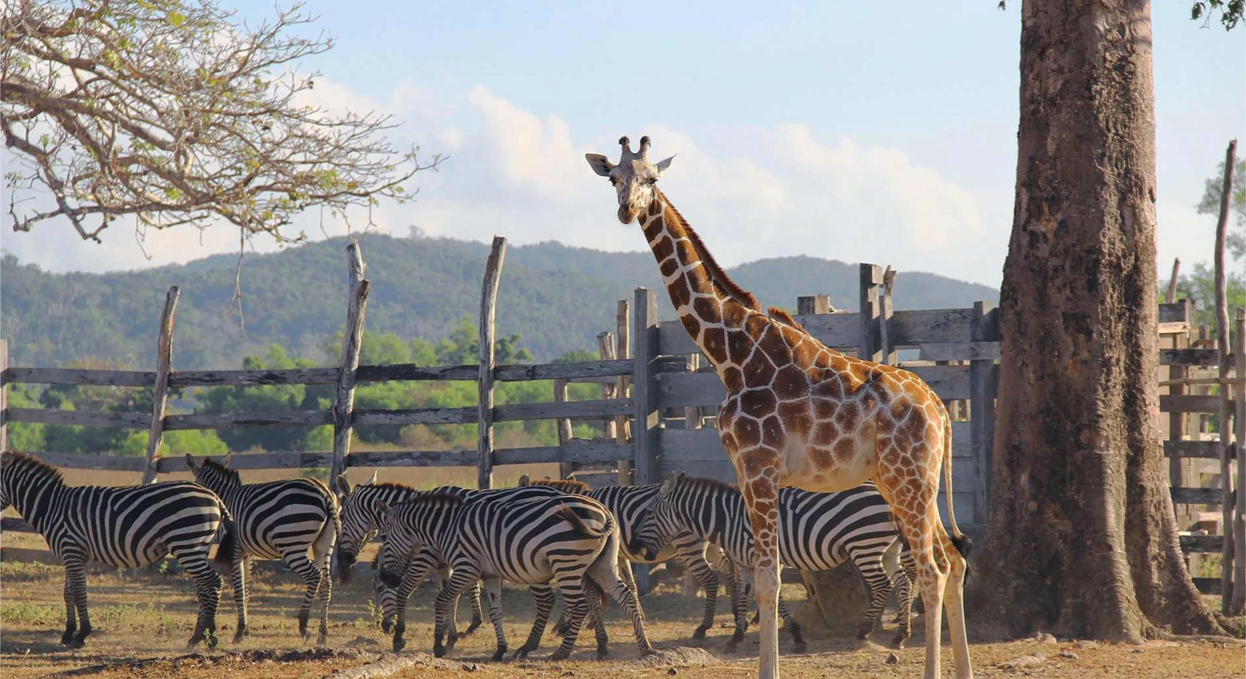 CALAUIT SAFARI (JOINER)