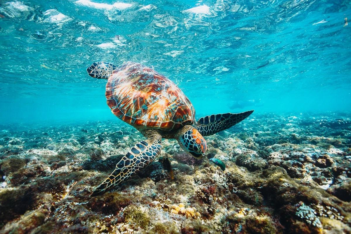 Dumaguete Apo Island & Snorkeling w/ Turtle - Private Tour - Dumaguete, Philippines
