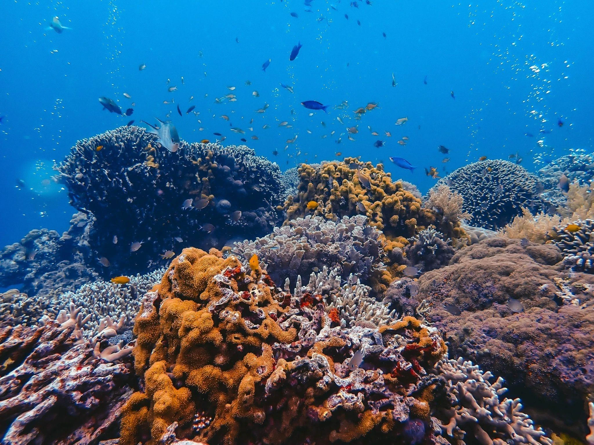 Dumaguete Apo Island & Snorkeling w/ Turtle - Private Tour