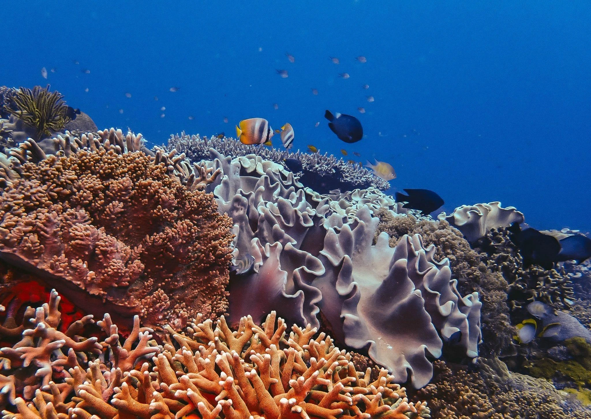 Dumaguete Apo Island & Snorkeling w/ Turtle - Private Tour