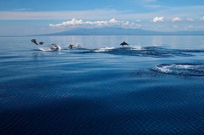 Dumaguete Manjuyod Sand Bar & Chasing w/ Dolphins - Private Tour - Dumaguete, Philippines
