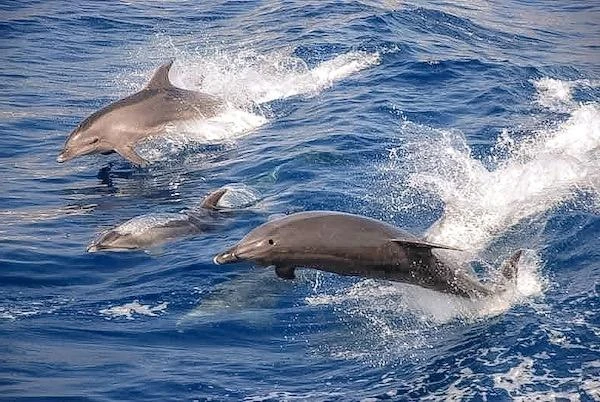 Dumaguete Manjuyod Sand Bar & Chasing w/ Dolphins - Private Tour