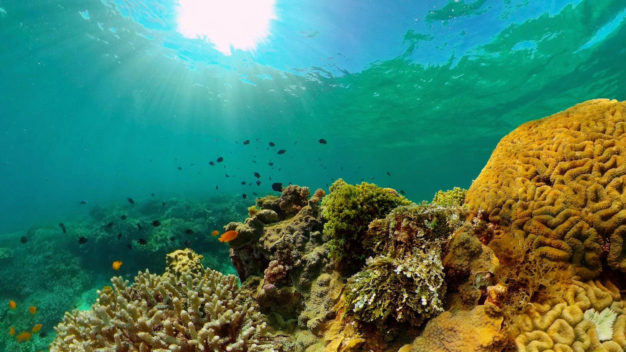 Dumaguete Manjuyod Sand Bar & Chasing w/ Dolphins - Private Tour