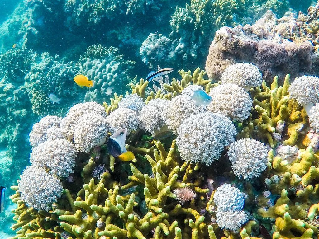 Siquijor Snorkeling Tours from Dumaguete City Tulapos + Tubod & Barracudas Sanctuary - Private Tours