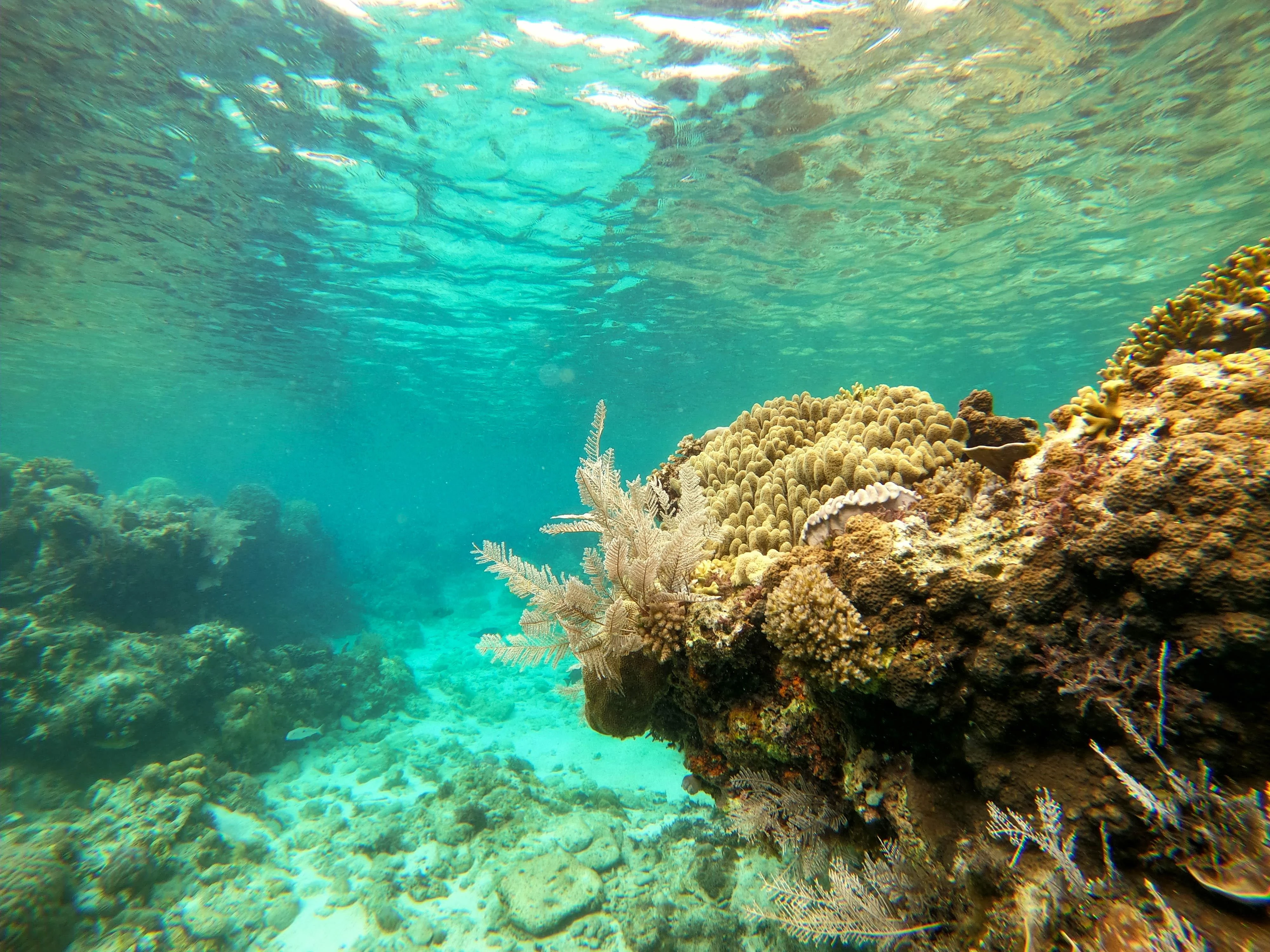 Siquijor Snorkeling Tours from Dumaguete City Tulapos + Tubod & Barracudas Sanctuary - Private Tours